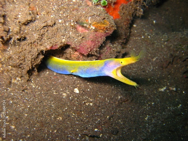 Obraz Geistermuräne