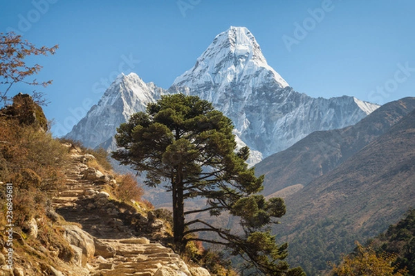 Fototapeta Single tree on the background Ama Dablam mountain, Himalayas, Everest region, Nepal