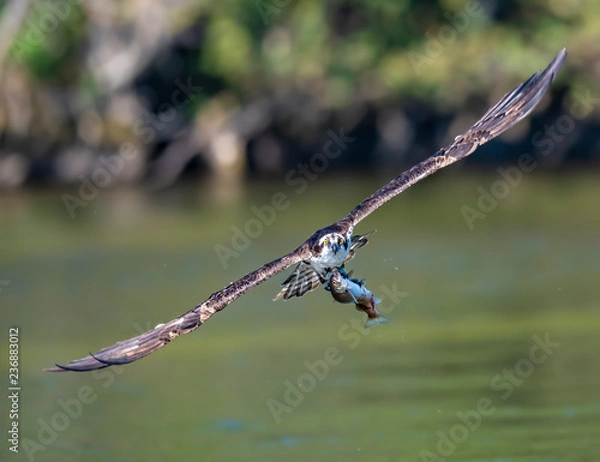Fototapeta Osprey with fish
