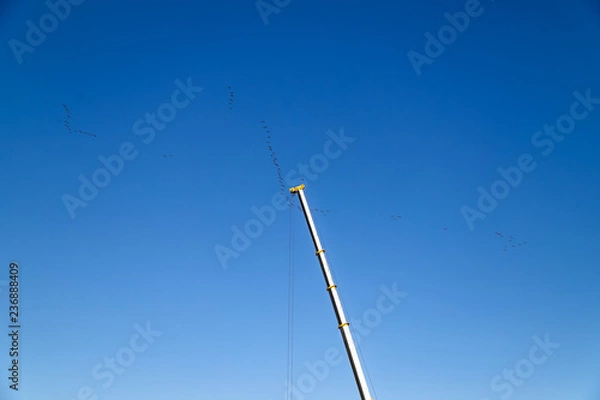 Obraz When the migratory birds moving