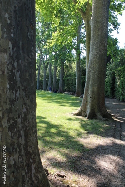 Fototapeta Organized trees