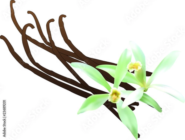 Obraz Vanille avec fleurs