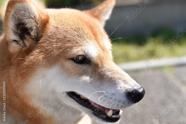 Fototapeta 柴犬・横顔・アップ