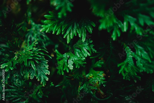 Obraz Blur closed up green leaf background.