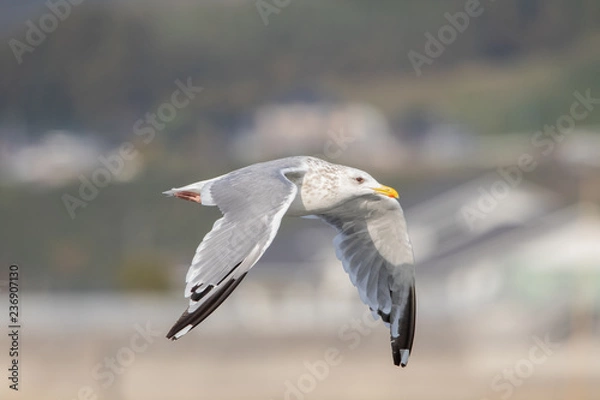 Fototapeta セグロカモメ