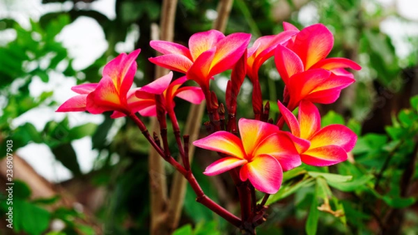 Obraz red flowers in the garden