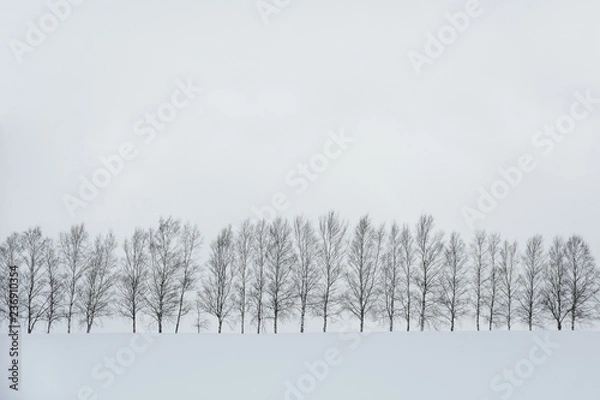 Fototapeta czarno-biały kolor minimalny zimowy krajobraz, rząd drzew na pokrytym śniegiem wzgórzu podczas opadów śniegu w zimowy dzień, miejsce na kopię, siedem drzew gwiazdowych w Biei, Hokkaido, Japonia