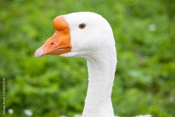 Obraz white goose head closeup