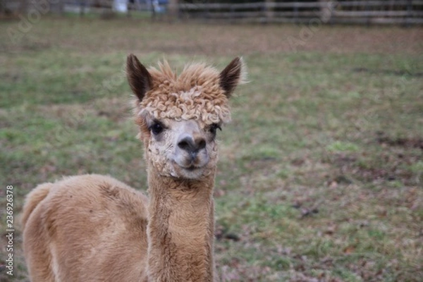 Obraz 動物, ラマ, アルパカ, 哺乳動物, ラマ僧, 自然, ファーム, 野生生物, シカ, zoo, 赤ちゃん, 頭, 茶色, 毛皮, 白, かわいい, ウィルト, ポートレート, 羊毛, 草, 動物, グアナコ, 若い, キャメル, ear