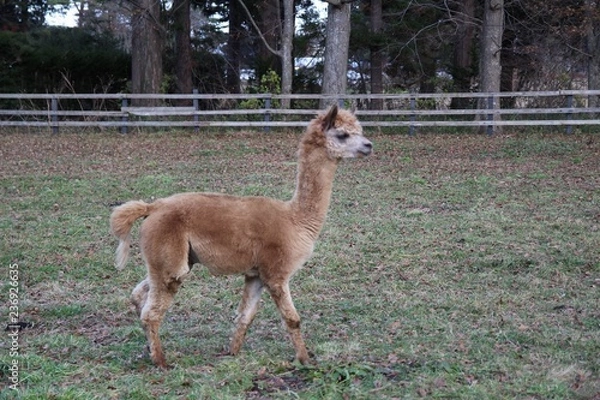 Fototapeta シカ, 動物, 哺乳動物, 自然, 野生生物, ウィルト, アンテロープ, 草, 雌鹿, 若い, インパラ, 動物, 茶色, 子鹿, 赤ちゃん, 緑, サファリ, zoo, 白, グアナコ, ラマ, 雄鹿, 牧草地, 赤, ガゼル