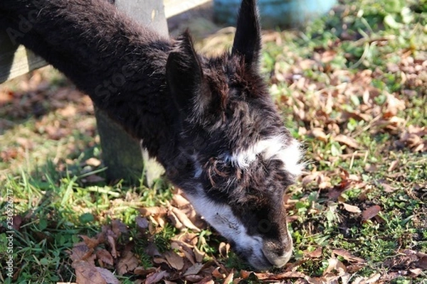 Fototapeta 動物, ロバ, 哺乳動物, 自然, ファーム, ヤギ, 草, ミュール, かわいい, 茶色, うま, 家庭の, 家畜, 頭, ヘラジカ, ルーラル, ポートレート, 野生生物, 動物, 緑, 野原, ear, 農学, ウィルト