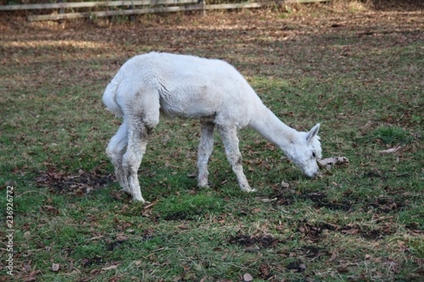 Fototapeta 動物, ヤギ, 白, ファーム, うま, ヒツジ, 草, 哺乳動物, 神の子羊, 自然, 野原, 牧草地, 動物, 緑, かわいい, 牧草, 農学, 若い, とぶ, キッズ, ルーラル, 赤ちゃん, 家畜, 牛乳, 家庭の