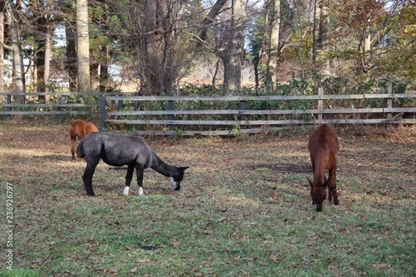 Obraz うま, 動物, 草, 自然, 野原, ファーム, 茶色, うま, 牧草地, 緑, 子馬, 牧草, 動物, 放牧, 雌馬, 哺乳動物, 馬の, ウィルト, おうま, ルーラル, サマータイム, 風景, コルト, 牧場, 乗馬者