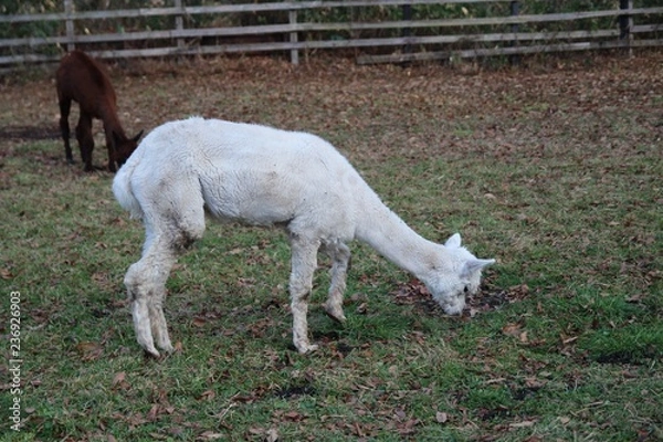 Fototapeta うま, 動物, 白, 草, ファーム, 野原, 哺乳動物, うま, 自然, 25ポンド, 子馬, 牧草地, 動物, 牧草, 緑, ウィルト, 雌馬, 馬の, おうま, 放牧, サマータイム, たてがみ, 茶色, とぶ, ルーラル