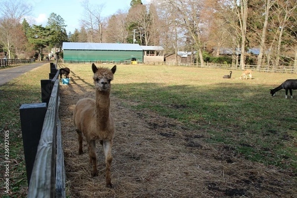 Fototapeta うま, 動物, ファーム, 草, 自然, 野原, 子馬, うま, 茶色, 牧草, 哺乳動物, 牧草地, 動物, 赤ちゃん, 雌馬, ルーラル, サマータイム, 緑, 馬の, 家庭の, ウィルト, 農学, 若い, ロバ, 25ポンド