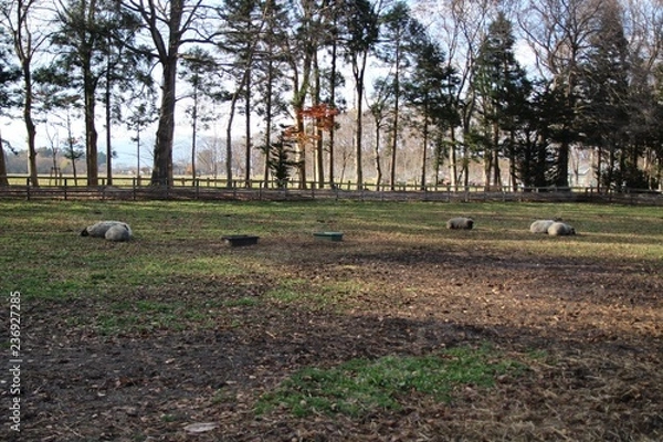Fototapeta 木, 風景, 草, 公園, 自然, 木, 緑, 空, とぶ, 野原, 森, 青, 牧草地, 庭, 木, 秋, 景色, いなか, サマータイム, 家, 国, ルーラル, 木, 芝