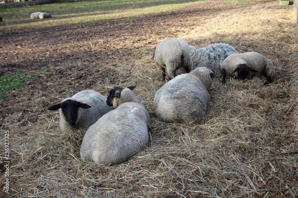 Obraz ヒツジ, 動物, ファーム, 草, 神の子羊, 野原, 農学, 羊毛, 自然, 白, 農業, 動物, あつめる, 緑, 牧草地, 家畜, 牧草, いなか, 哺乳動物, とぶ, 風景, あつまる, 放牧, ルーラル, 国