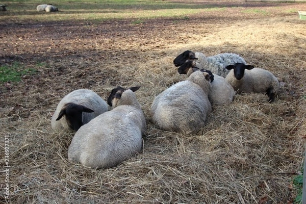 Obraz ヒツジ, 動物, ファーム, 草, 野原, 神の子羊, 農学, 自然, 羊毛, 緑, 農業, 牧草地, 牧草, 動物, あつめる, あつまる, 家畜, いなか, 白, 放牧, 哺乳動物, とぶ, 風景, 雌羊, 国