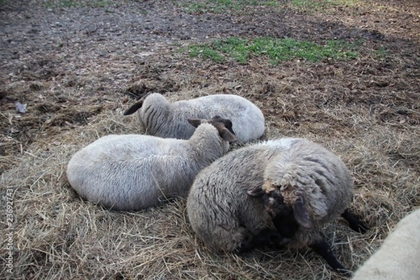 Obraz ヒツジ, 動物, ファーム, 神の子羊, 草, 自然, 羊毛, 哺乳動物, 動物, 農学, 白, 野原, 緑, 農業, 牧草地, 家畜, 若い, かわいい, 赤ちゃん, ルーラル, 牧草, ウィルト, 雌羊, あつめる, ブタ