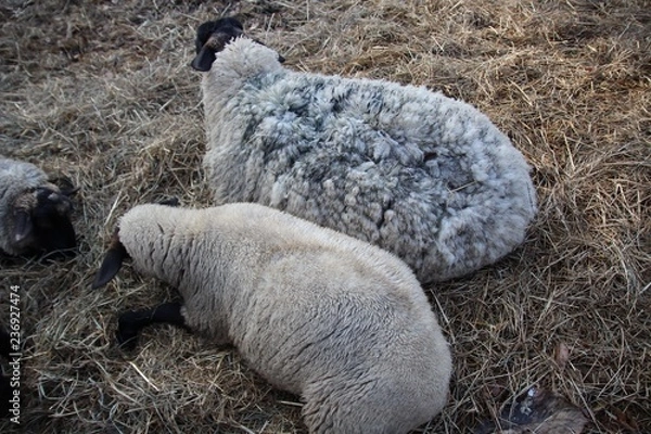 Obraz ヒツジ, 神の子羊, 動物, ファーム, 草, 羊毛, 自然, 白, 若い, 農学, 農業, 雌羊, 家畜, 赤ちゃん, 野原, あばたのある, とぶ, かわいい, ルーラル, 動物, 岩, 牧草地, 牧草, 哺乳動物