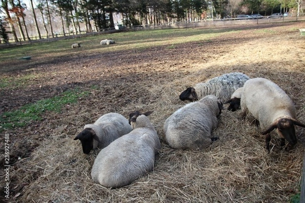 Obraz ヒツジ, 動物, ファーム, 草, 神の子羊, 自然, 農学, 羊毛, 野原, 動物, 白, 牧草地, 緑, 哺乳動物, 牧草, 農業, あつまる, 家畜, とぶ, ヤギ, いなか, ルーラル, 風景, 放牧, 国