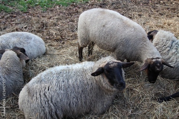 Obraz ヒツジ, 神の子羊, 動物, ファーム, 草, 羊毛, 農学, 野原, とぶ, 自然, 哺乳動物, 牧草地, 農業, 雌羊, 動物, 白, あつめる, 神の子羊, 放牧, 家畜, あつまる, 牧草, かわいい, 若い, 緑