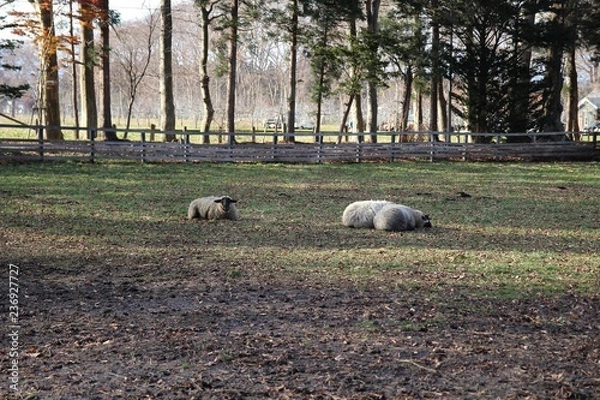Obraz ヒツジ, 野原, 草, ファーム, 動物, 農学, 放牧, 神の子羊, 自然, 牧草, いなか, 風景, 緑, あつめる, 牧草地, 家畜, 農業, ルーラル, 動物, 白, うし, とぶ, 羊毛, 哺乳動物, あつまる