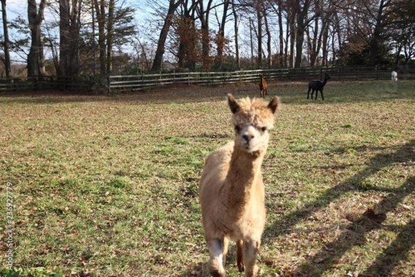 Fototapeta 動物, 自然, 哺乳動物, 野生生物, シカ, ウィルト, ドッグ, 草, キツネ, 赤ちゃん, 毛皮, 動物, 赤, 若い, オオカミ, 茶色, うま, かわいい, カンガルー, 森, 緑, カニーノ, 捕食者, 子鹿,アルパカ