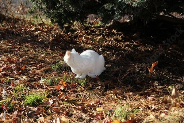 Obraz 鳥, 動物, 白, 自然, カモ, 野生生物, くちばし, ニワトリ, 羽, ファーム, 草, 鳥, 赤ちゃん, 水, ウィルト, ひよこ, ガチョウ, カモメ, とぶ, 緑