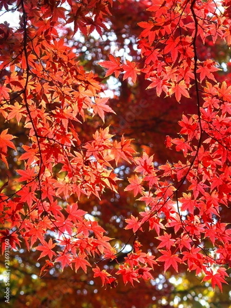 Fototapeta 紅葉のモミジ