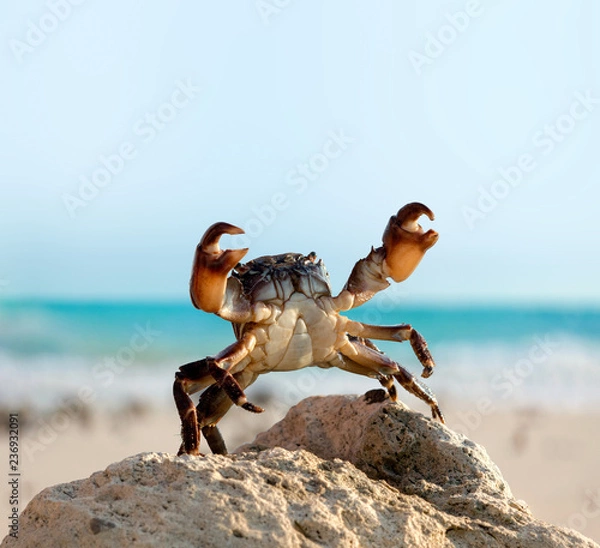 Obraz crab on wild nature