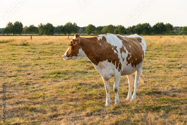 Obraz cow on a field