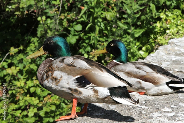 Fototapeta Mallard ducks