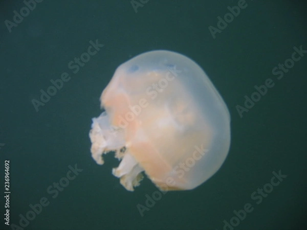 Obraz Underwater Submarine Subsea