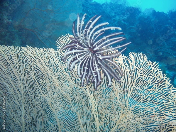 Obraz Underwater Submarine Subsea