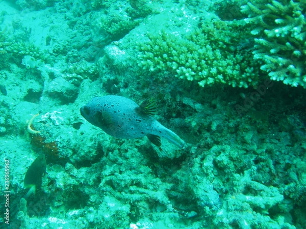 Obraz Underwater Submarine Subsea