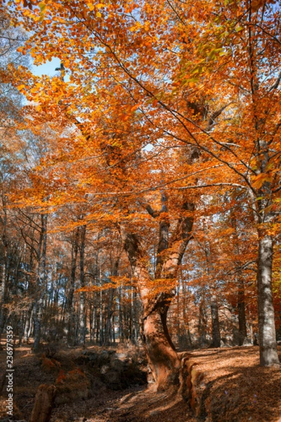 Fototapeta Autumn forest