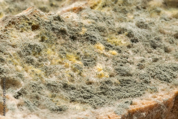 Obraz Mold growing rapidly on moldy bread in green and white spores