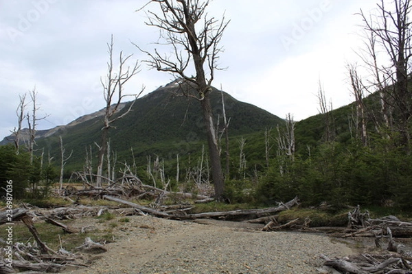 Obraz Mountain  behind  trees  without  leaves