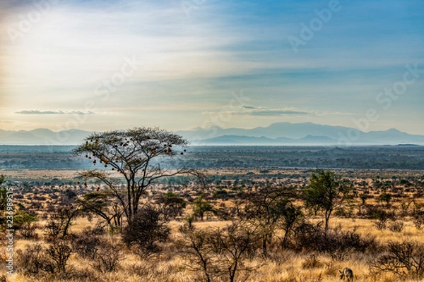 Fototapeta Early morning landscape, Samburu National Reserve, Great Rift Valley, Kenya. The unfenced semi arid savannah grassland is dotted with acacia and thorn trees. Striped hyena in foreground. Copy space.  
