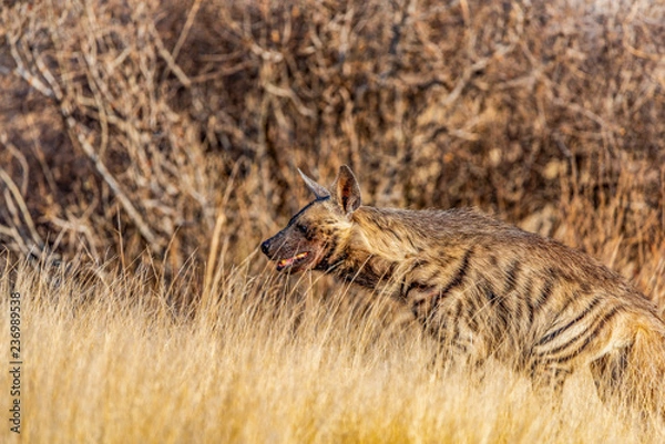 Fototapeta Sudanese Striped Hyena camouflaged amongst golden grasses in the early morning. It has dark lines down the light fur and fluffy manes. Front legs are longer than hind limbs. Samburu, Kenya, Africa.