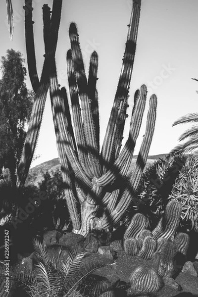 Obraz cactus garden. Black and White