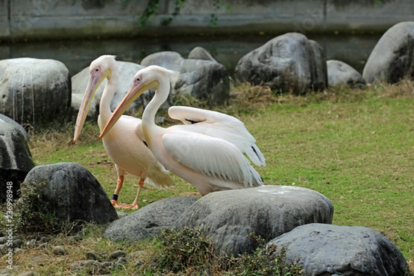 Fototapeta ペリカンの雄姿