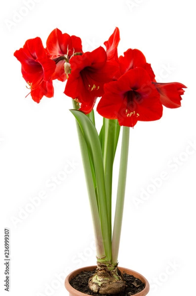 Obraz Amaryllis