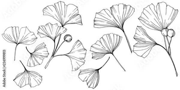 Fototapeta Vector. Engraved black and white ginkgo leaf. Plant botanical garden. Isolated ginkgo illustration element.