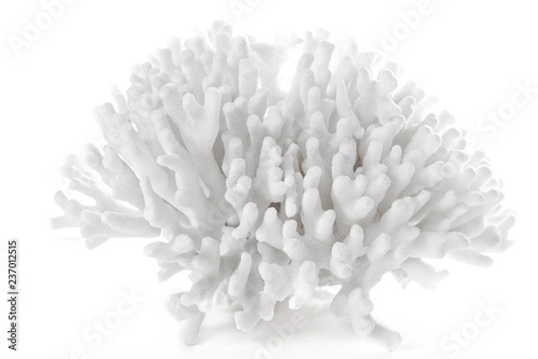 Obraz Spreading coral piece