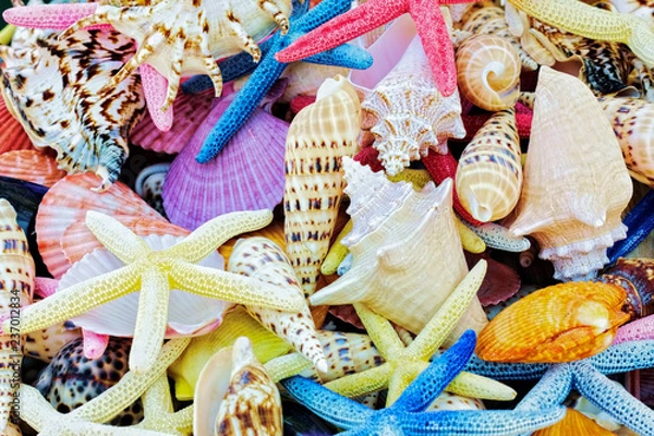 Fototapeta Shells