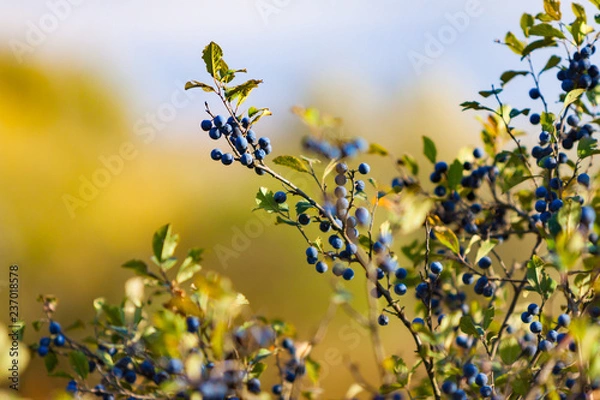 Fototapeta Several mature honeysuckle berries hanging from a branch. Forest ripened blue berry growing in the wild selective soft focus, shallow depth of field