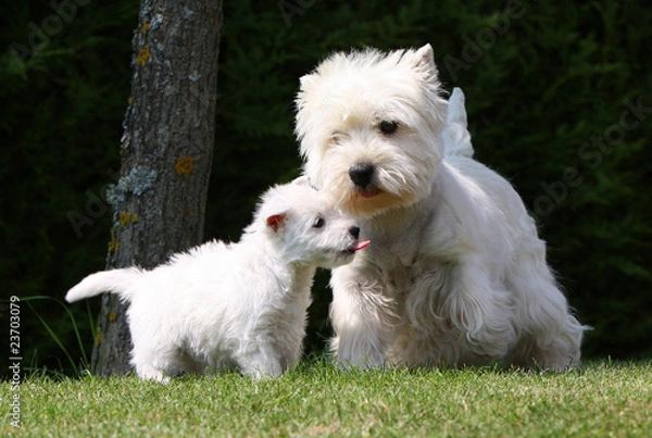 Fototapeta bébé westie tirant la langue devant sa mère