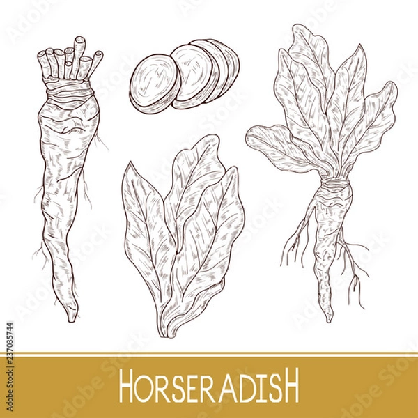 Fototapeta Horseradish. Sketch. Root, leaves, slice. Monochrome. Set. On a white background.